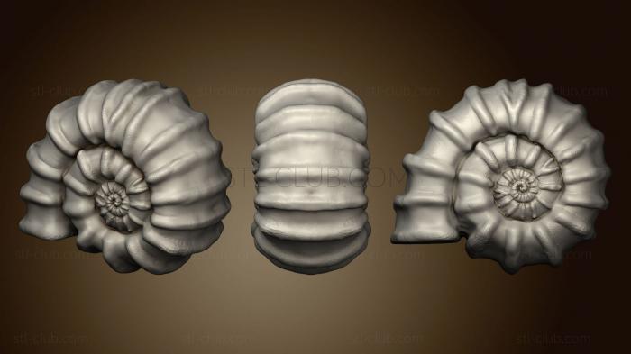 3D model Ammonite (STL)